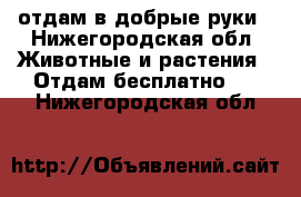 отдам в добрые руки - Нижегородская обл. Животные и растения » Отдам бесплатно   . Нижегородская обл.